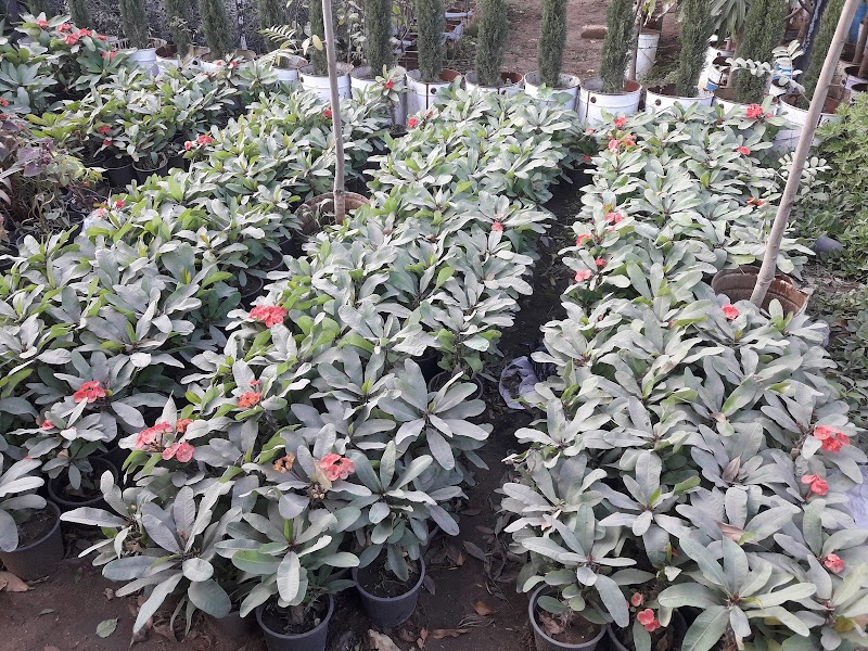 Mr. Abu Saleh Nursery