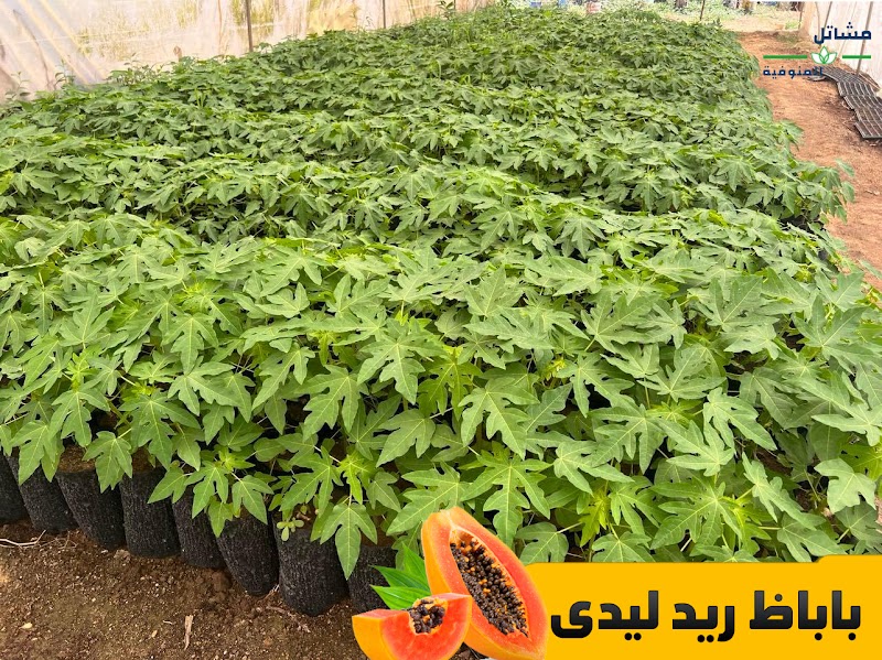Menoufia Nurseries - Haitham Al-Mashtawi - Photo 1