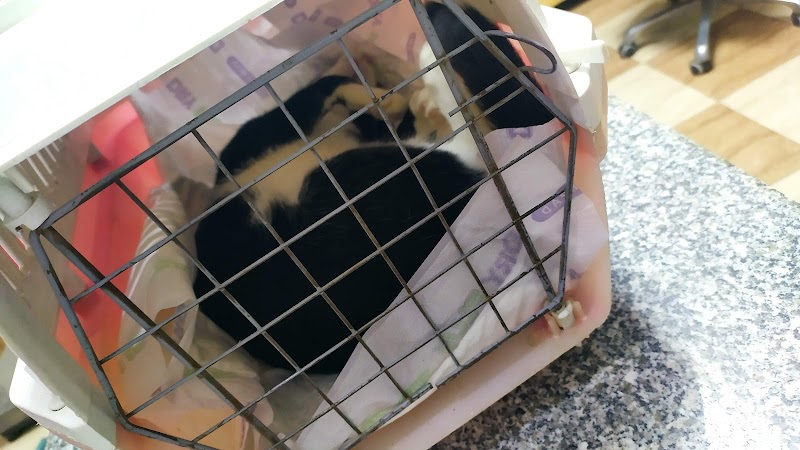 The Pet Store - Photo 3