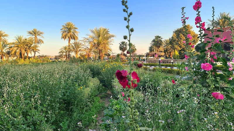الاقصر البنك الزراعى المصرى - صورة 2