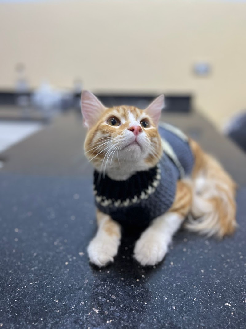 Pawspitalia Veterinary Center - Photo 2