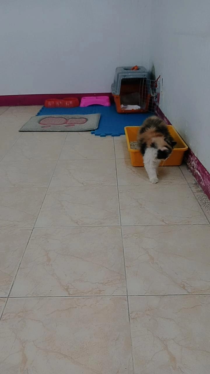 Pets Club Clinic - صورة 3