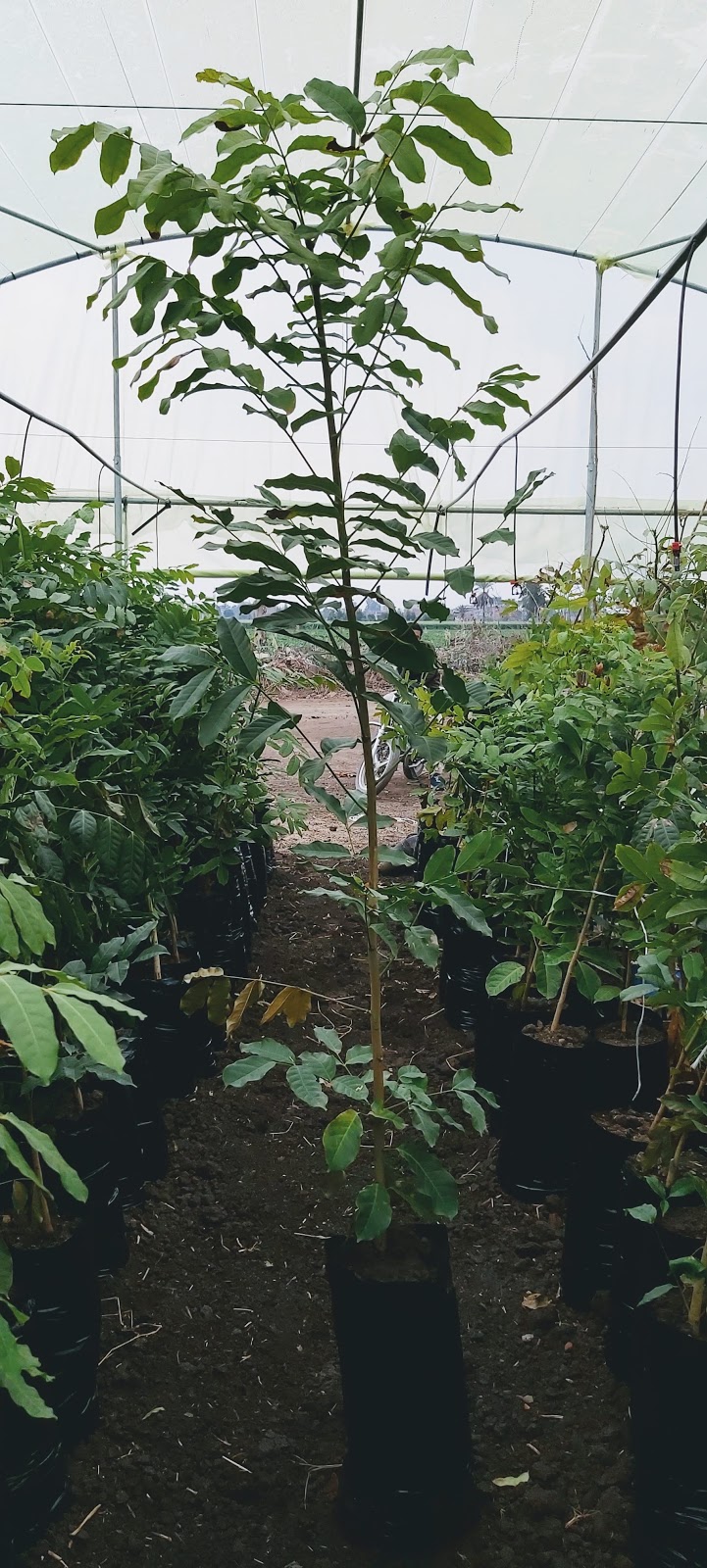 Mahogany nursery - Photo 3