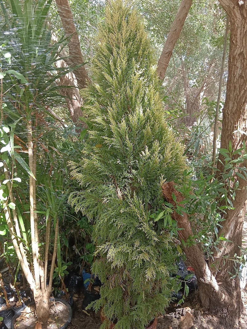 محمود مشتل - Photo 1