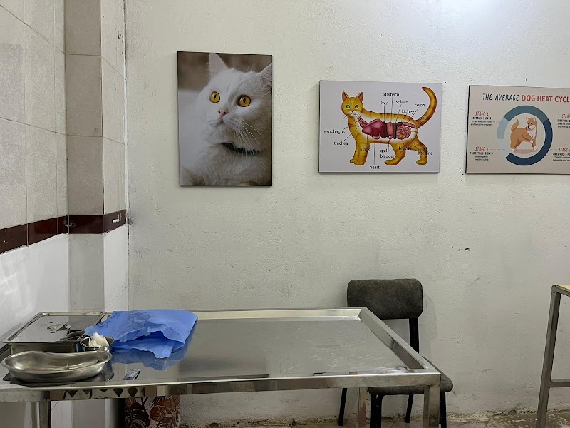 المركز البيطري | Meow Clinic - صورة 2
