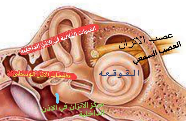 عيادة دكتور محمد حمدي استشاري الانف والاذن والحنجرة بالمنيا