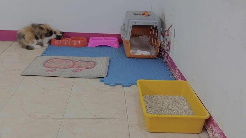 Pets Club Clinic - صورة 1