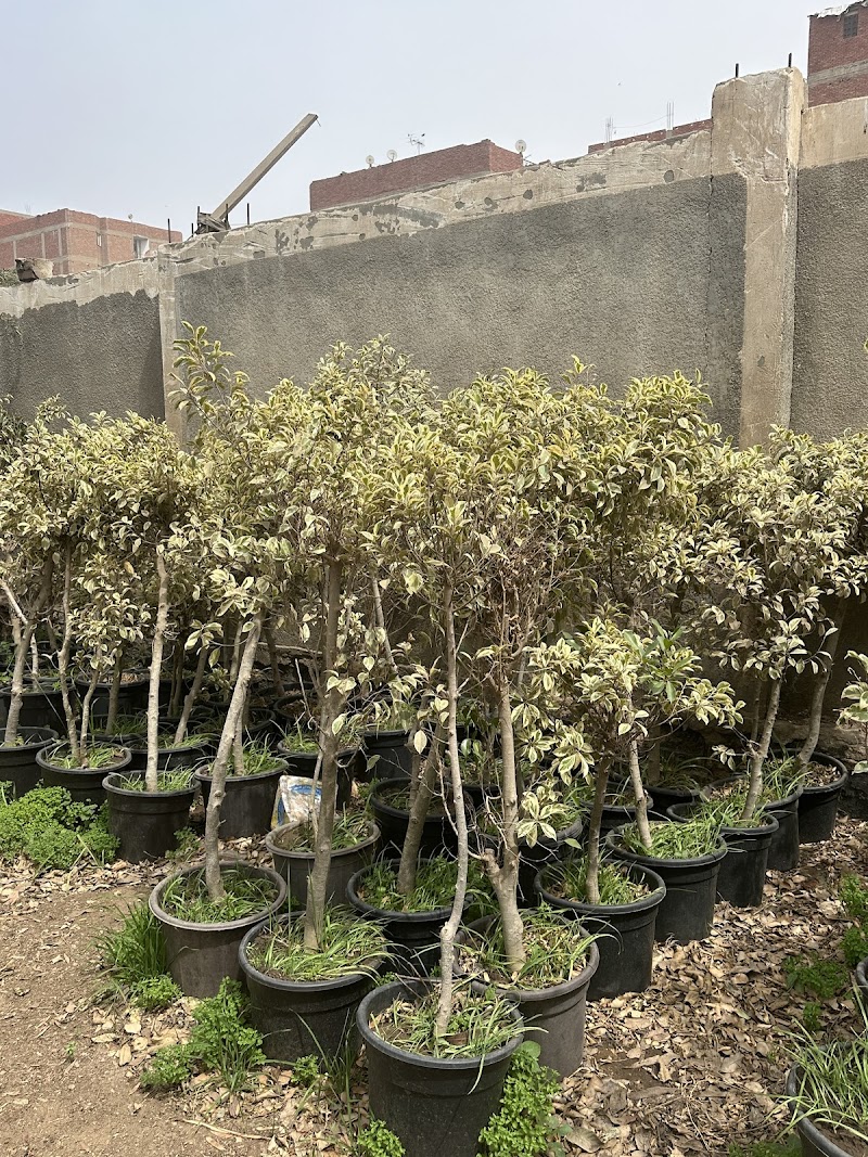 مشتل البراجيل - Photo 3