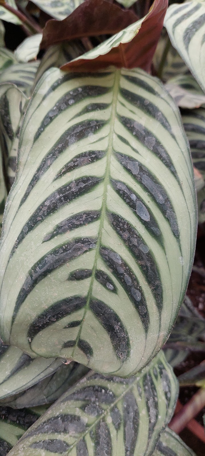 Green House