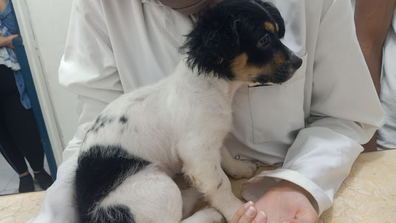 Petzone clinic