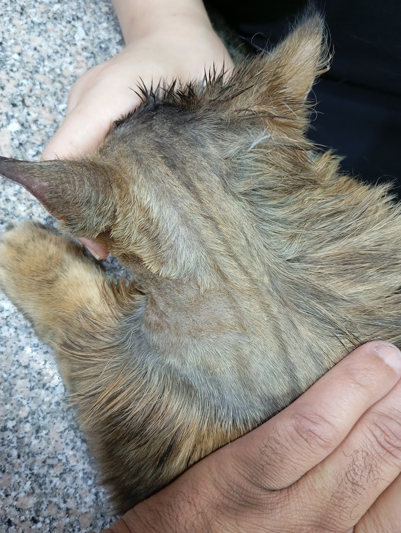 عيادة الرحمة البيطرية - Photo 1