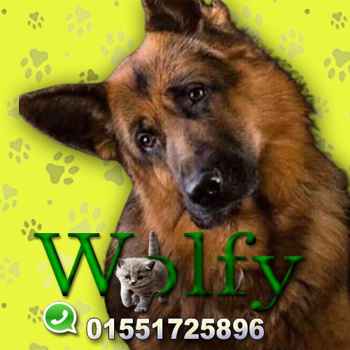 Wolfy Pet shop( )