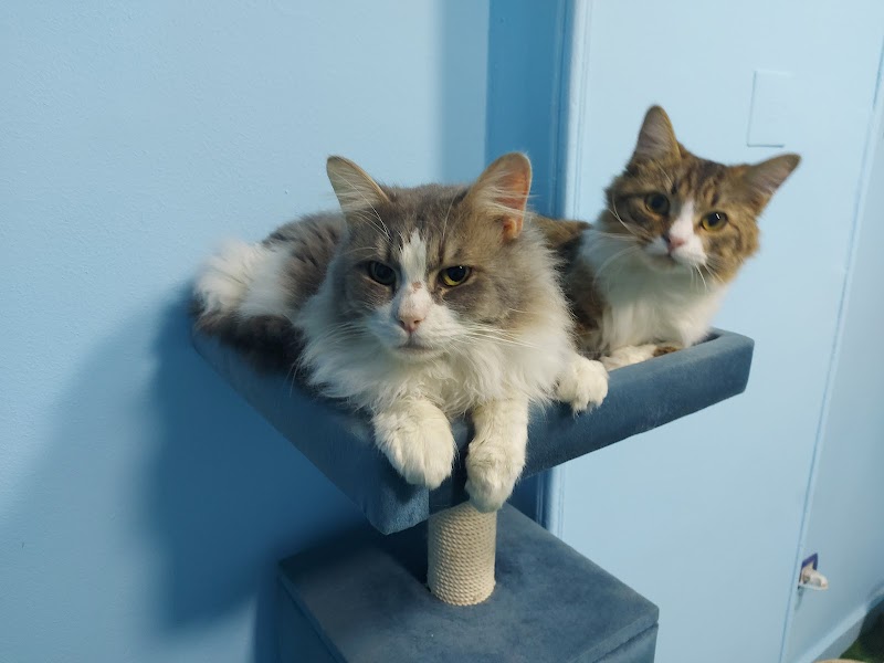 British Animal Hospital - Heliopolis - صورة 3