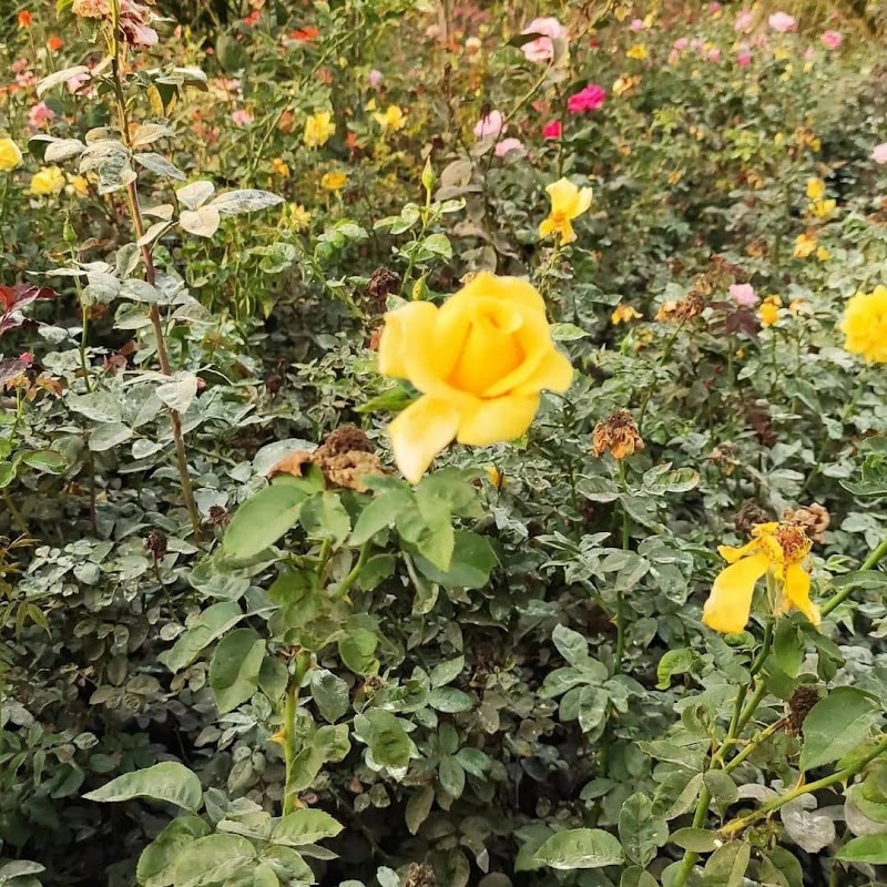 مشاتل الإسراء للتنمية الزراعية - Photo 1