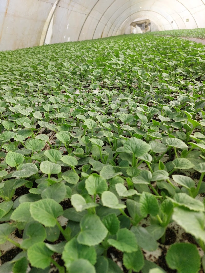 Tantawi Nurseries