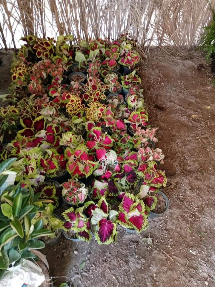 مشتل الزهور - صورة 2