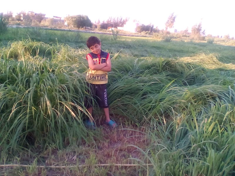 الجيزه عمارة النصر