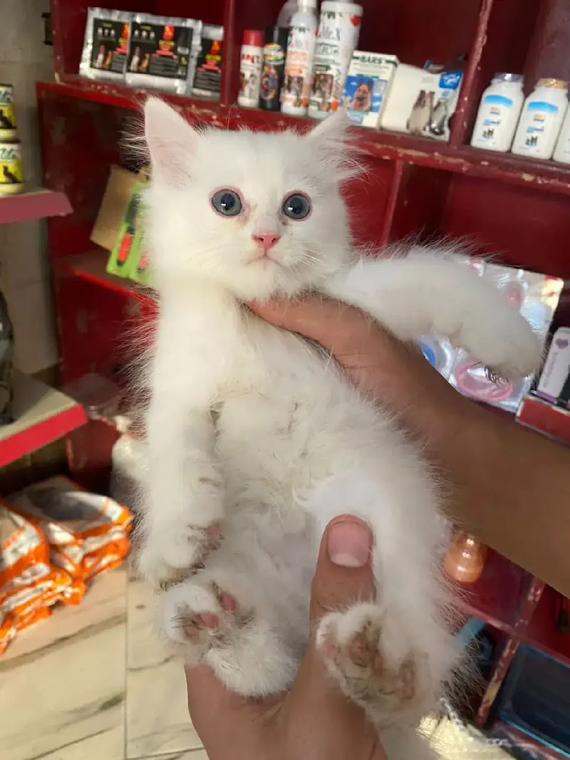 الكابتن متجر حيوانات اليفه وبيع وشراء وكل المستلزمات - Photo 2
