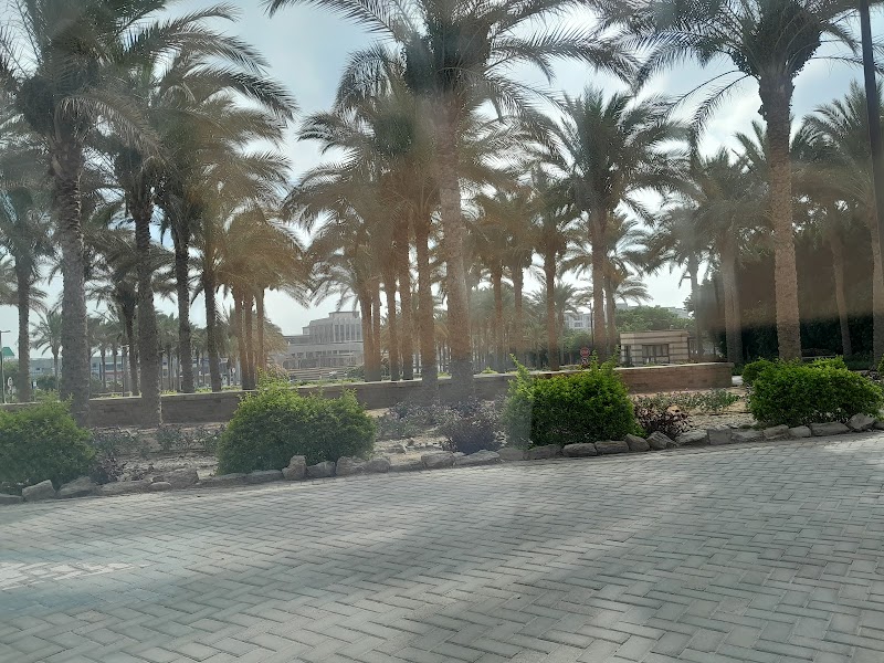 كلية العلوم و الهندسة الجامعة الأمريكية - صورة 1