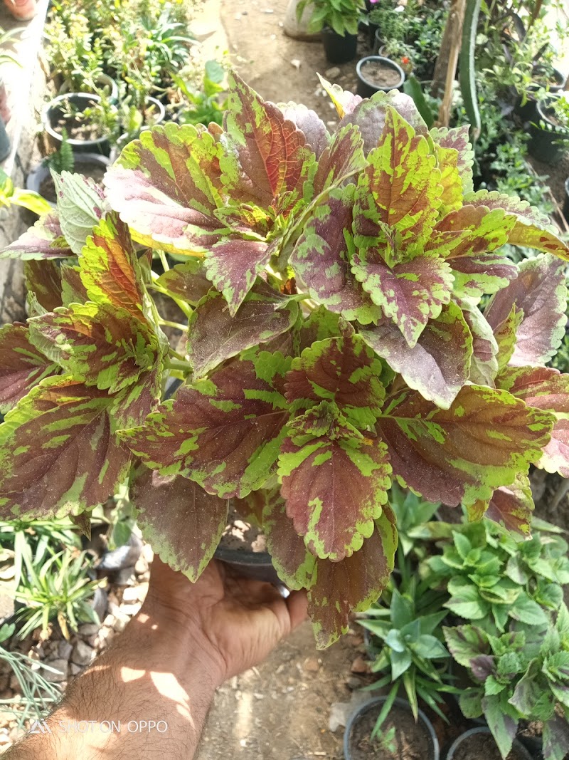 مشتل green zone - صورة 1