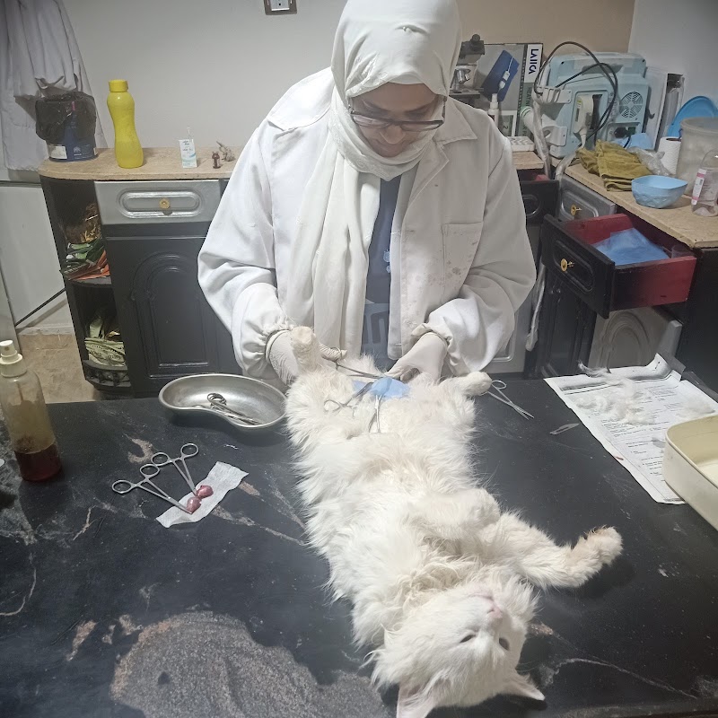د.اسماء سلامة العيادة البيطرية DR, Asmaa vet clinic