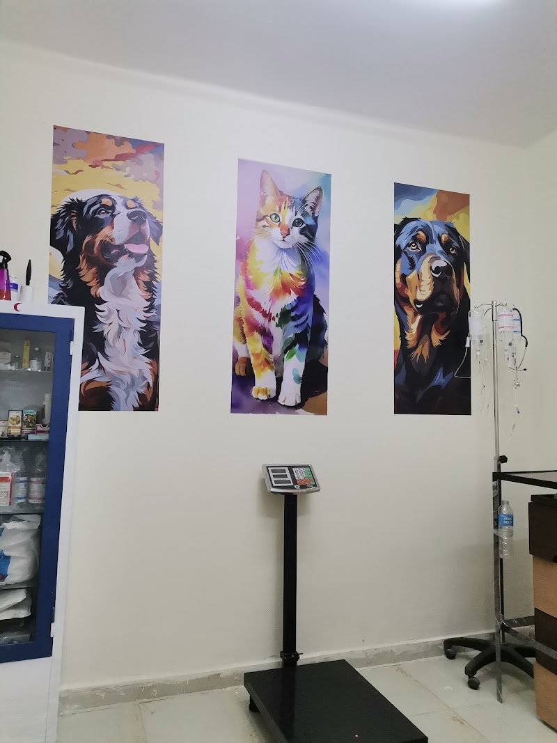 Pet Home Clinic - عيادة بيطرية لطب و جراحة الحيوانات الأليفة د. محمود حنفي
