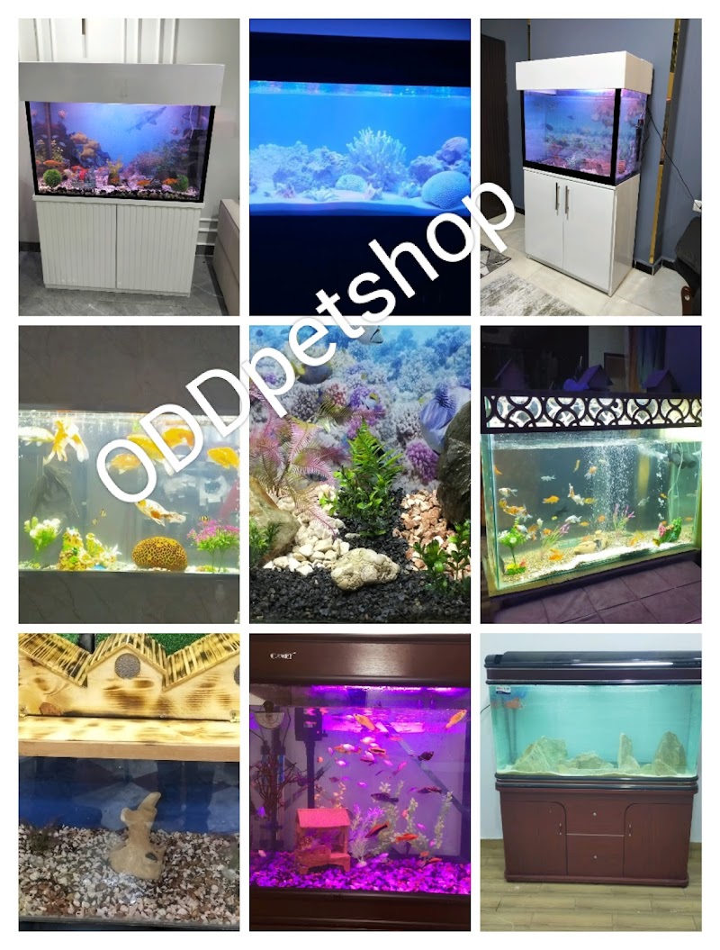 ODD petshop - Photo 3