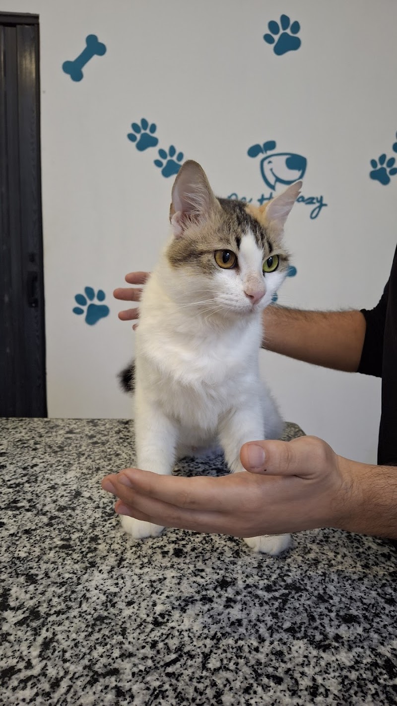 Dr. Ibrahim Hijazi's Veterinary Clinic - Photo 1