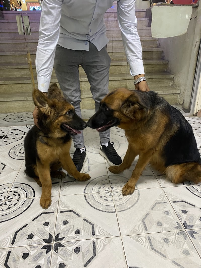 Veterinary Clinic in Tanta - Dr. Assem Obeid -