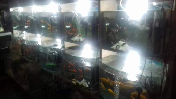 طيور الجنة للحيوانات الاليفة - Photo 3