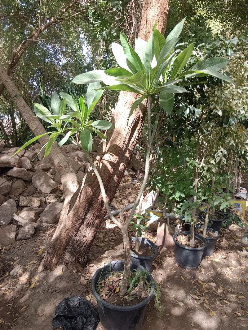 محمود مشتل - Photo 2