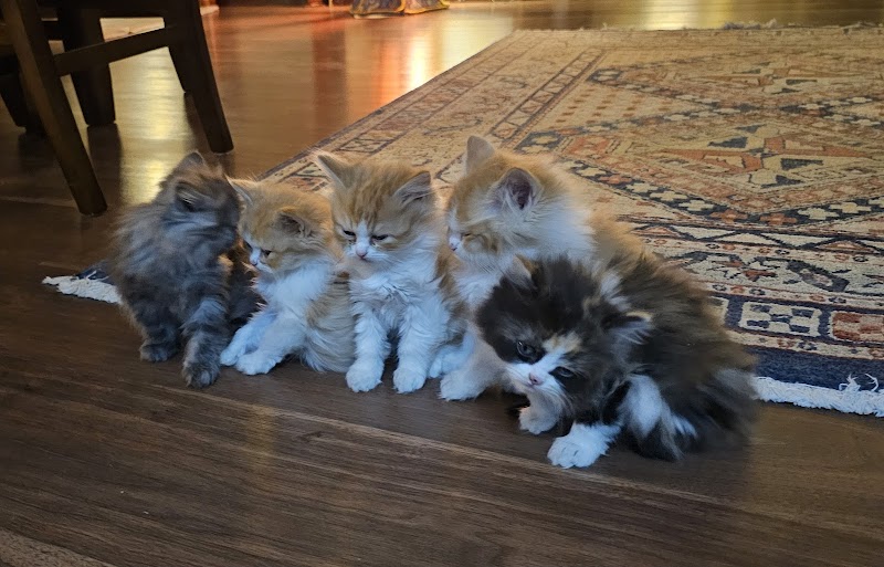 Civa Clinic For Pet Animal - صورة 2