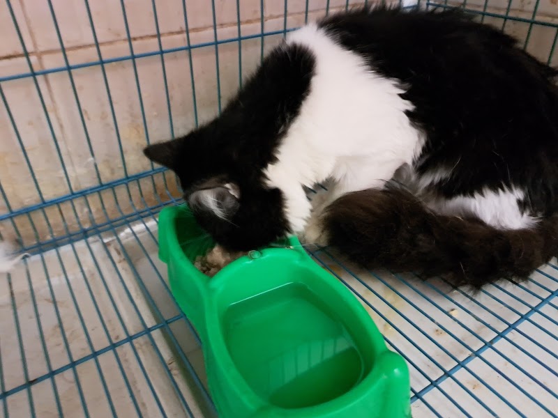 Pet planet - صورة 2