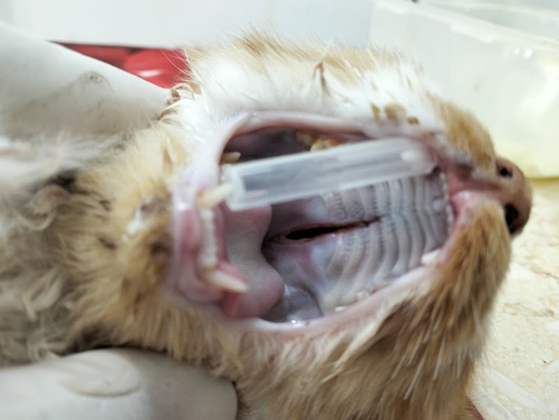 Petzone clinic - صورة 1
