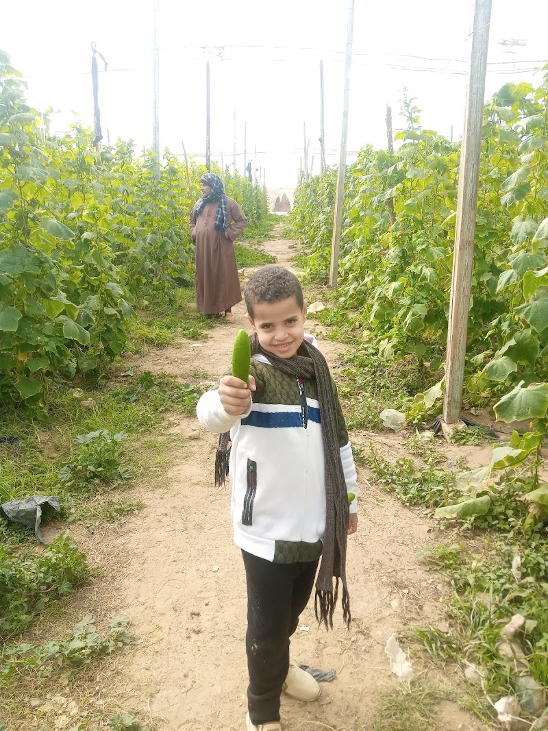 مشتل العدوى محمودطلب