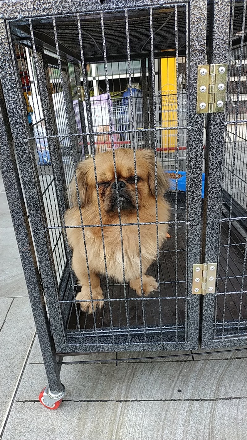 بابا دوجز Papa dogs - Photo 2