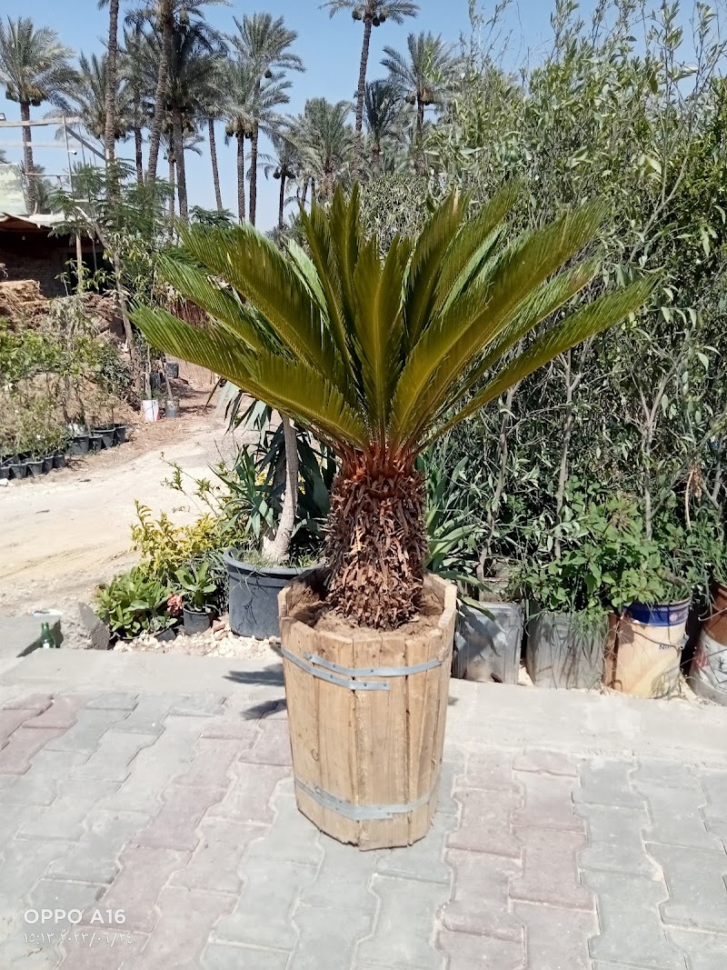 مشتل الاخلاص للتنمية الزراعية - Photo 2