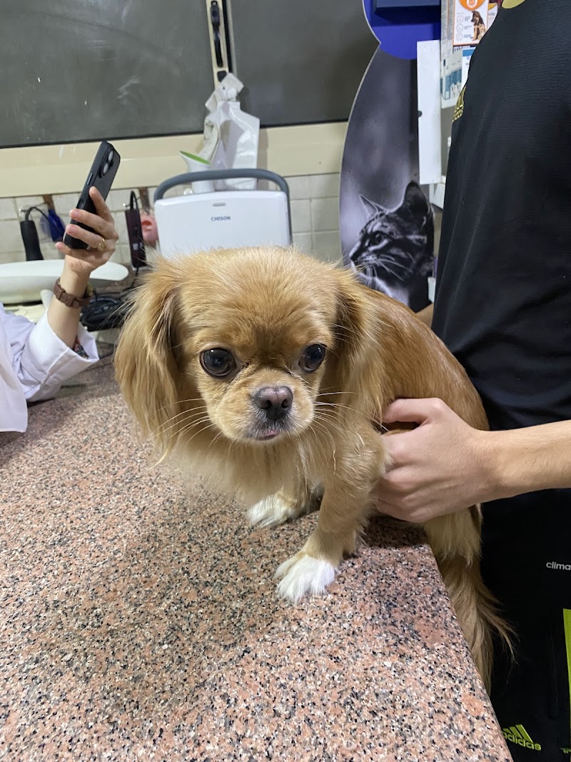 Veterinary Clinic in Tanta - Dr. Assem Obeid -