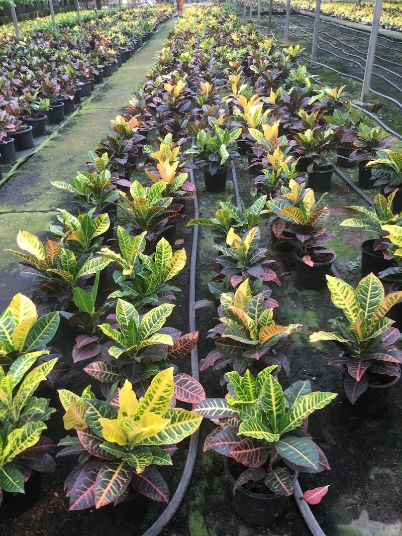 Egypt Green Nursery (Safwat Habib) - Photo 2