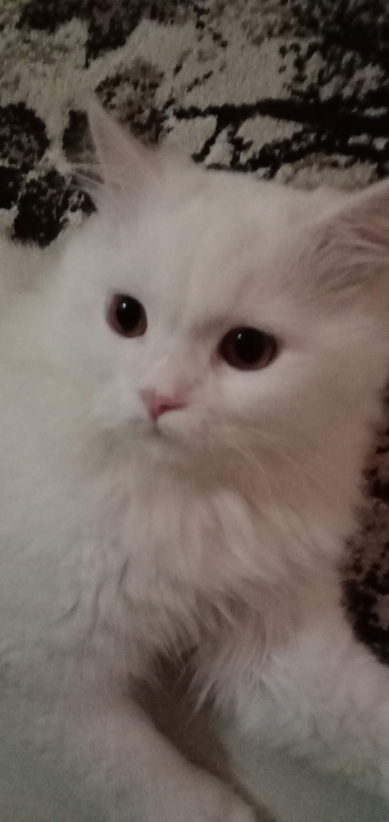Pet Star - صورة 1