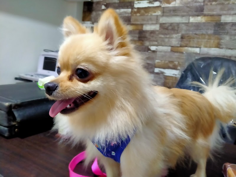 Pets Haven Clinic in Alex عيادة بيطرية بالاسكندرية