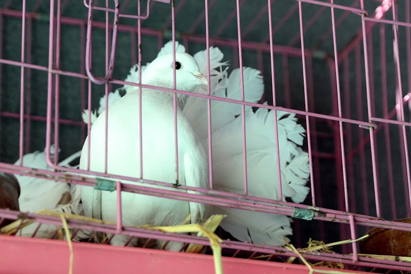 Malek Pets Shop - صورة 1