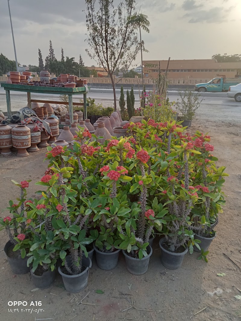 مشتل الاخلاص للتنمية الزراعية