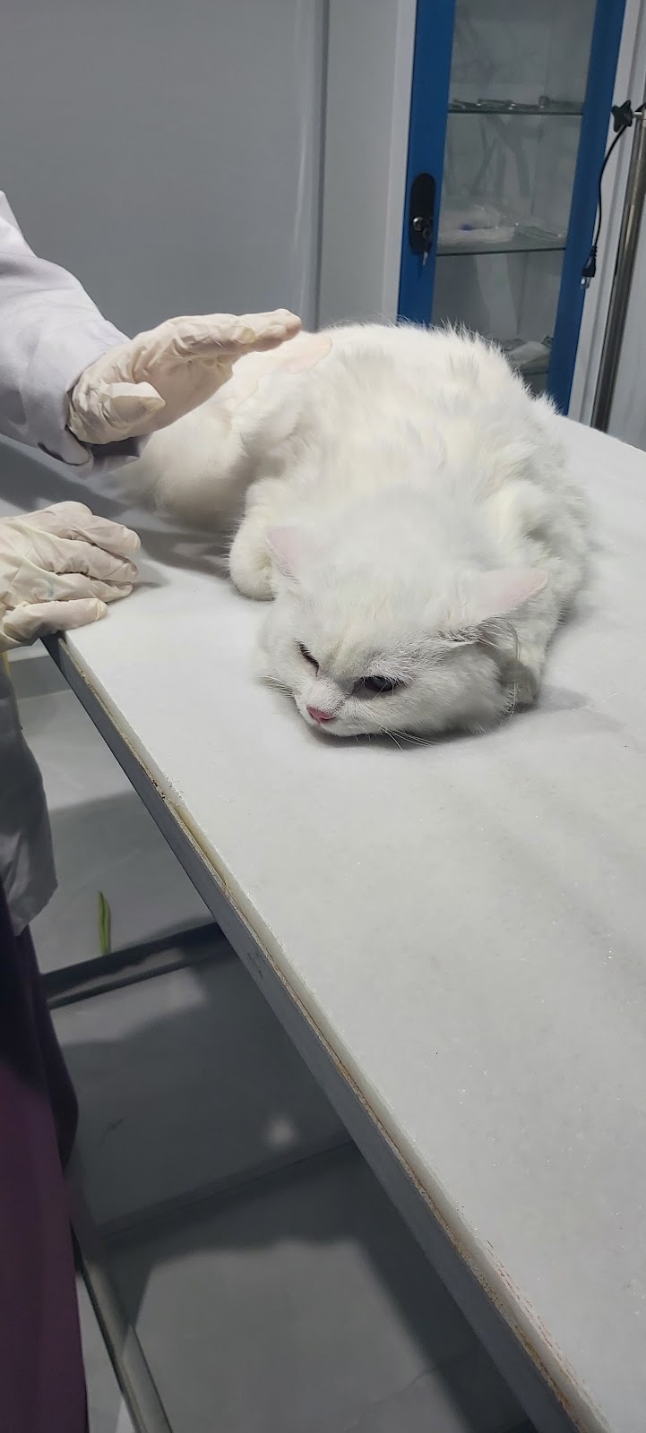 Domy Pet's Clinic - صورة 1