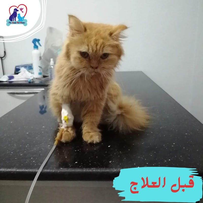 The good vet clinic - صورة 3