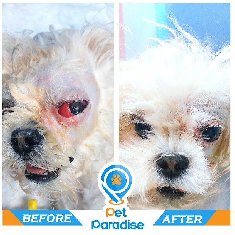 Pet Paradise Vet Center مركز بيطري للقطط والكلاب - صورة 1