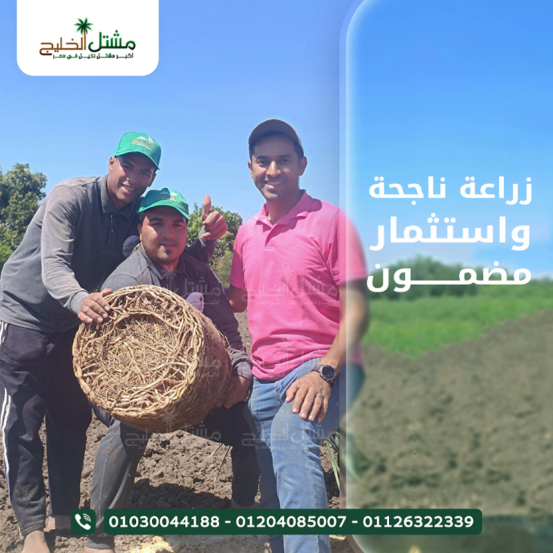 مشتل الخليج - صورة 2