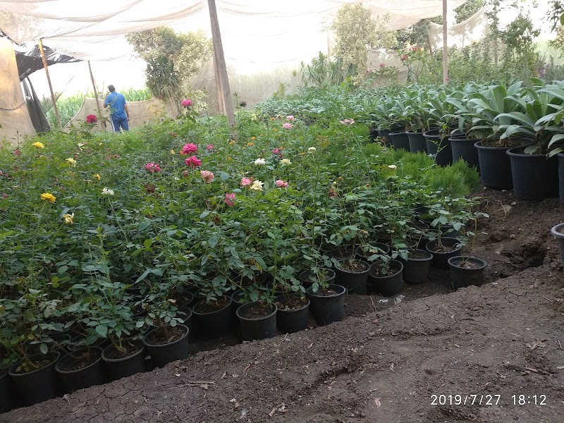 Bader Shaaban nursery for ornamentals