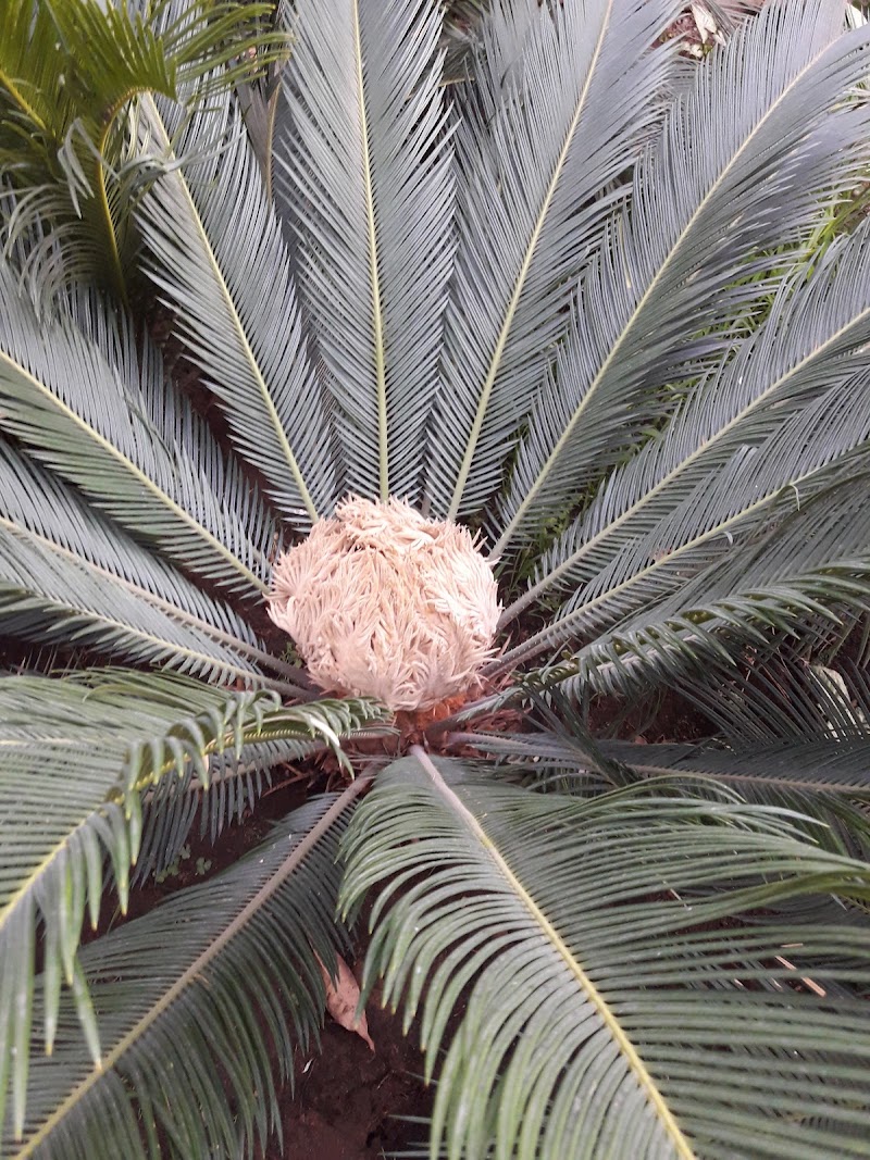 Mr. Abu Saleh Nursery - Photo 3