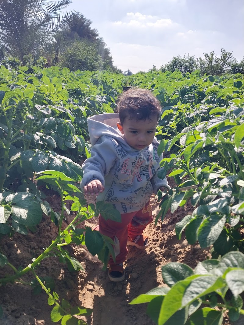 مشاتل آل عيسي لشتلات الخضراوات